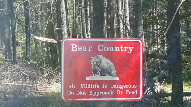 A close-up of a sign in Glacier National Park, detailing the regulations regarding bear safety, including how to store food properly and what to do in case of a bear encounter.